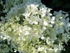 Hortenzija šluotelinė ,Dentelle de Gorron' (lot. Hydrangea paniculata)